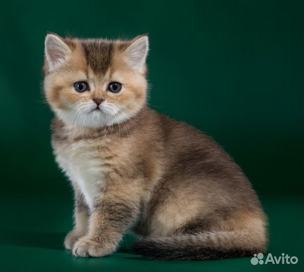 Шиншилла Золотистая Британские котята