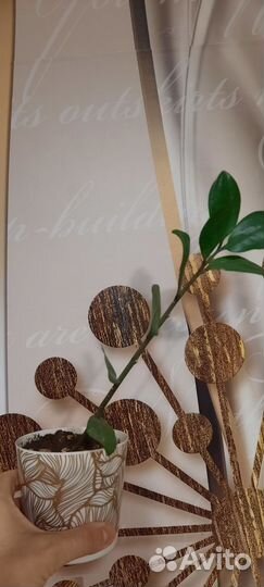 Комнатные цветы замиокулькас