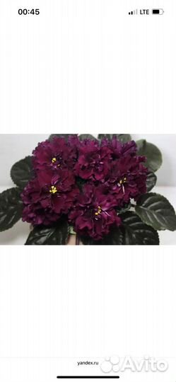 Фиалка бордовая детки