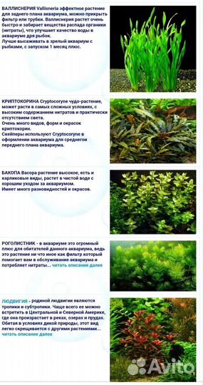Аквариумные растения в ассортименте