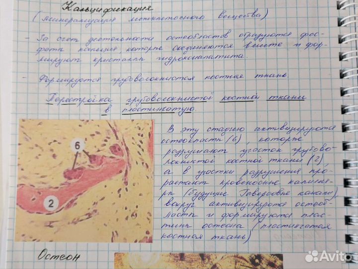 Перепишу и напишу лекции/ конспекты