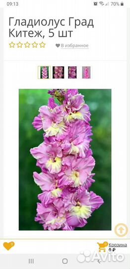 Гладиолус Град-китеж