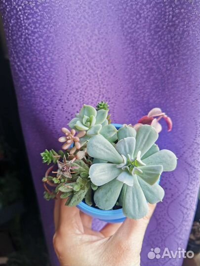 Мини садики из суккулентов, в наличии