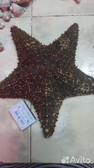 Ракушки океанические и морские. декор