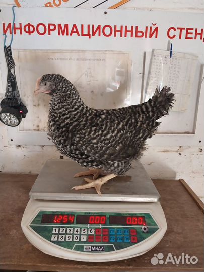 Куры несушки