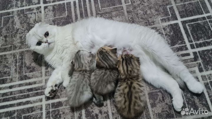 Британские котята