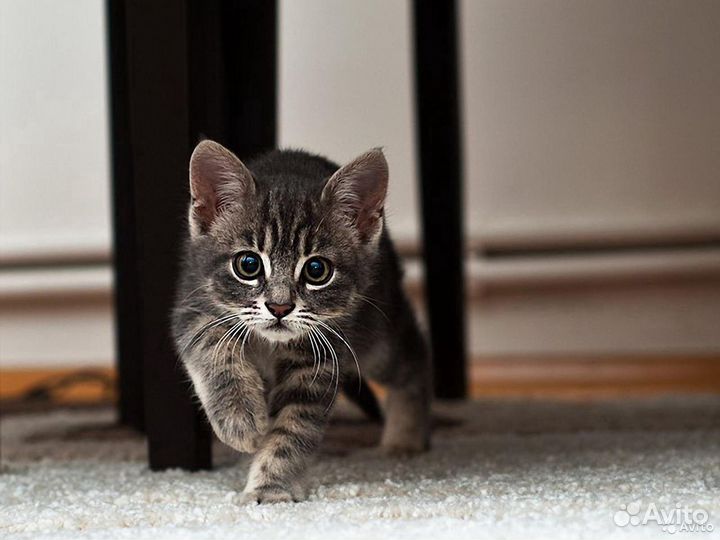Котята