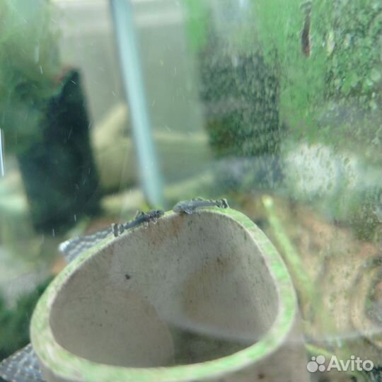 Отдам бесплатно сомиков анциструсов