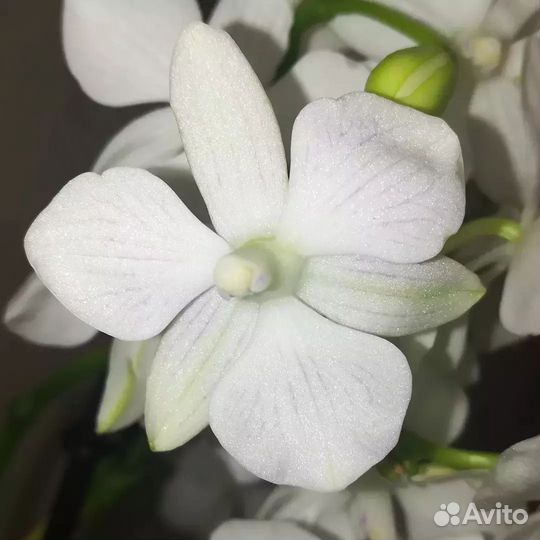 Орхидея мультифлора как «Гортензия»