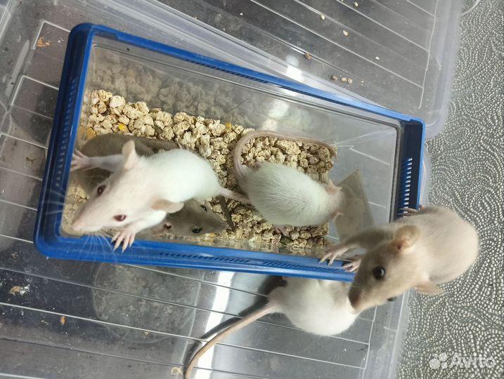 Крысята разные
