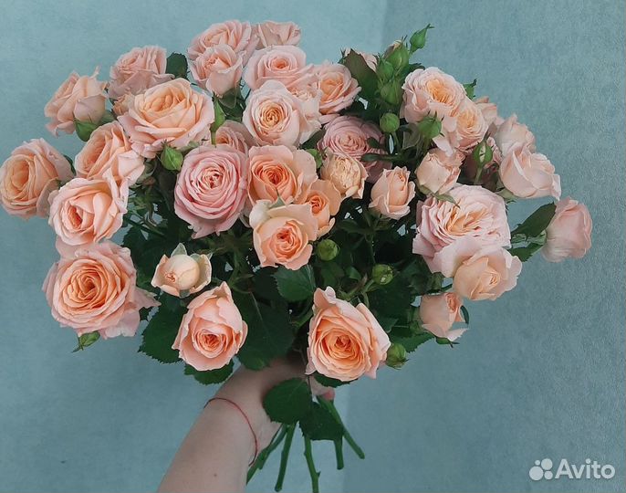 Пионовидные кустовые розы