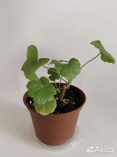 Пеларгонии черенки и взрослые растения