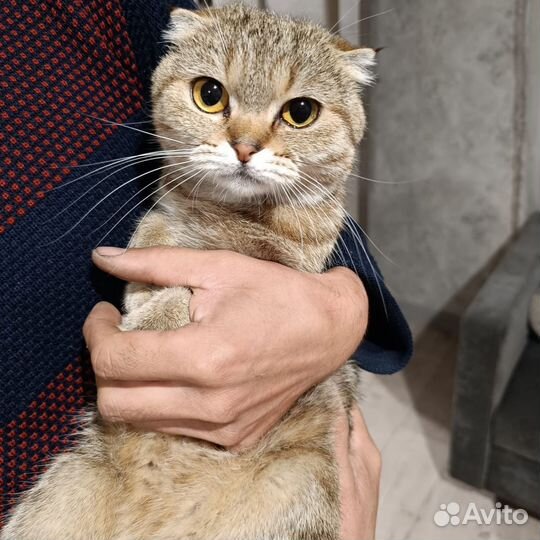 Отдам кошку вислоухие