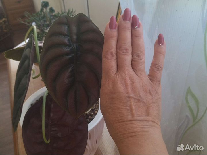 Алоказия Ред секрет Медная Купрея