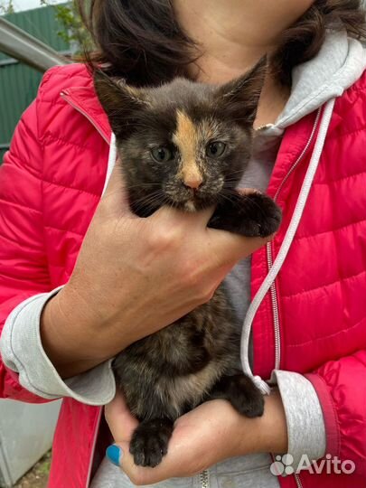 Рыжий мальчик и черная девочка ищут дом