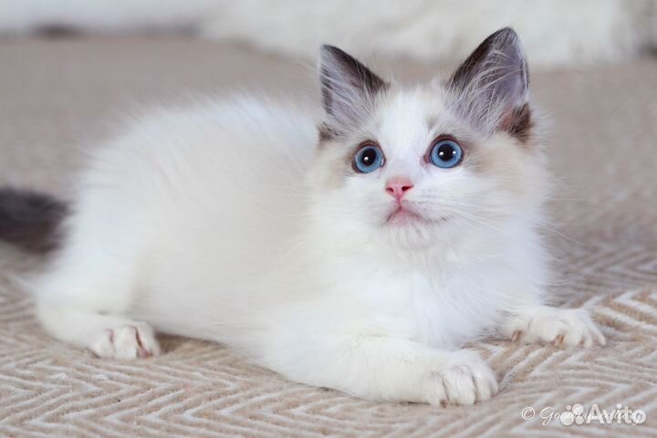 Мальчик рэгдолл сил биколор