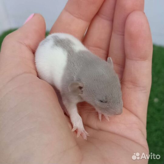 Декоративная крыса/ дамбо/ сфинкс