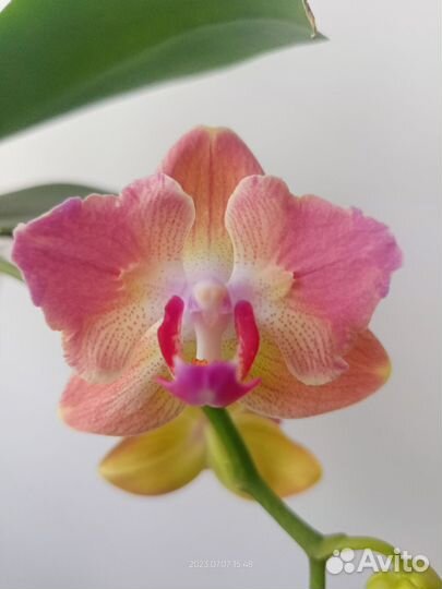 Орхидея фаленопсис бабочка