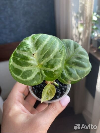 Антуриум Сильвер Блаш (Anthurium Silver Blush)