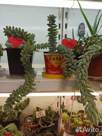 Комнатное растение суккулент Очиток Моргана