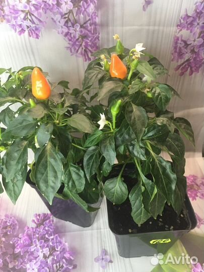 Перец декоративный