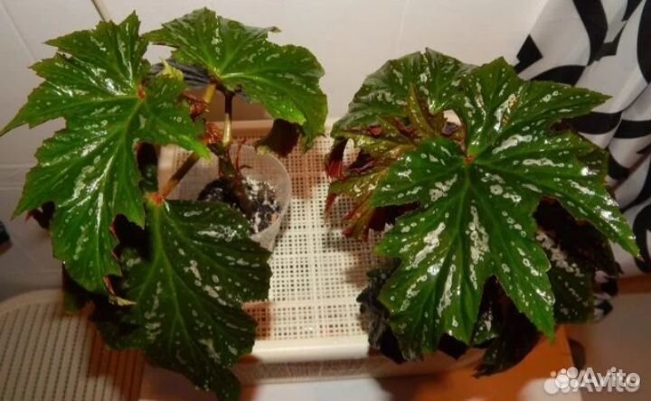 Бегония тростниковая (осеннее предложение)