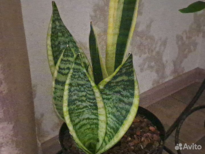 Сансевиерия футура суперба