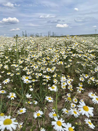 Участок 7 сот. (СНТ, ДНП)