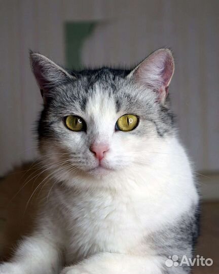 Кошка Снежа в добрые руки