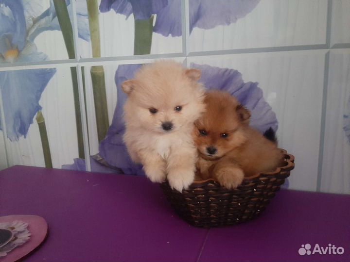 Мини померанский шпиц