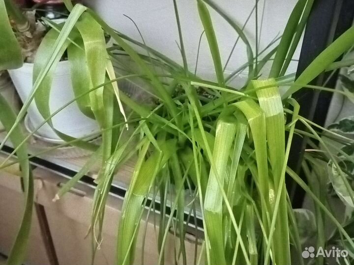 Индийский лук лечебный