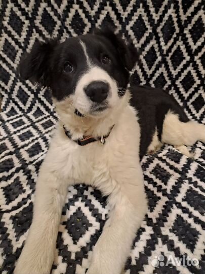 Щенок в добрые руки бесплатно