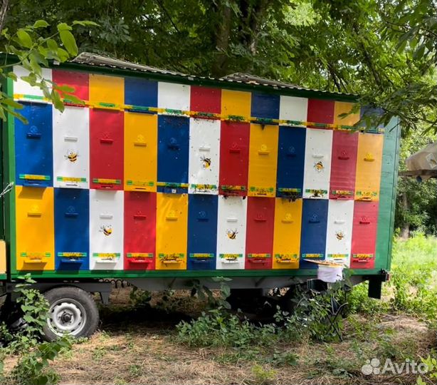 Пчелопакеты