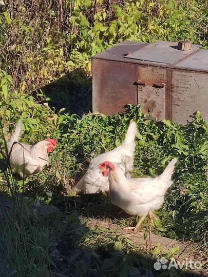 Куры несушки