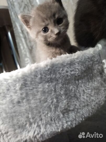 Шотландские прямоухие котята