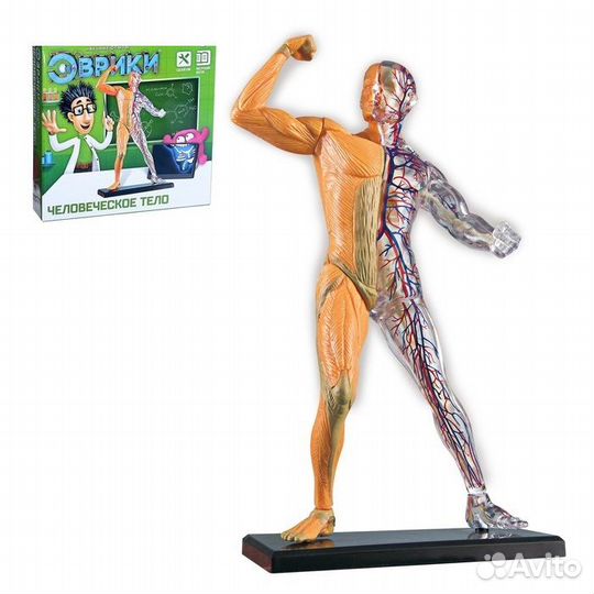 Научный опыт «Человеческое тело»