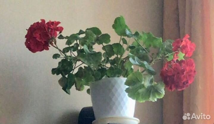 Герань пеларгония