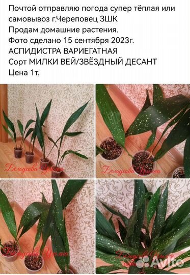 Комнатные растения продажа
