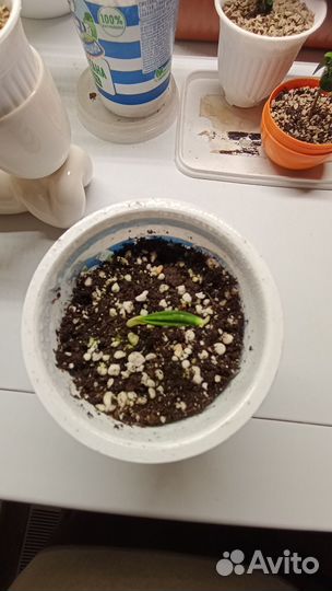 Финиковое дерево, саженец, Иран