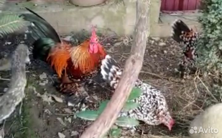 Мильфлёр Красный