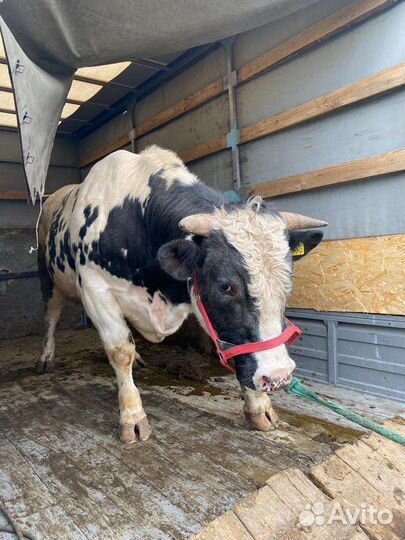 Перевозка крс, мрс, лошадей