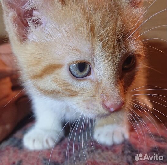 Котёночек в добрые нежные руки