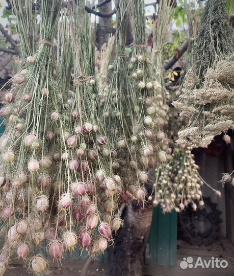 Букеты сухоцветов Нигелла черный тмин