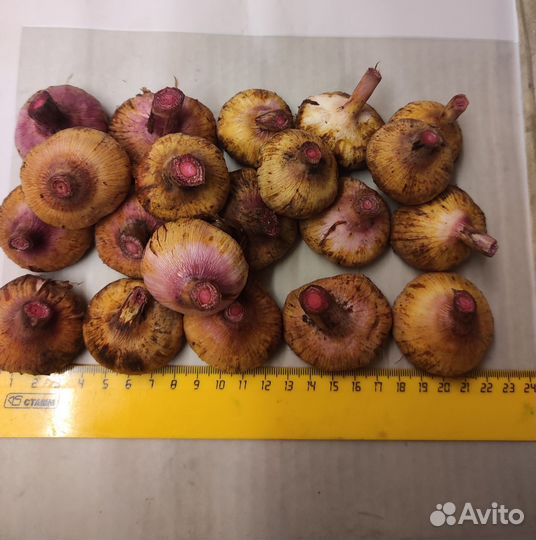 Луковица гладиолусов