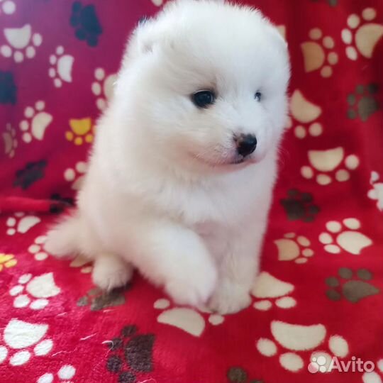 Щенки Японского шпица