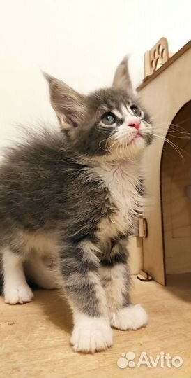 Мейн-кун классика и полидакты