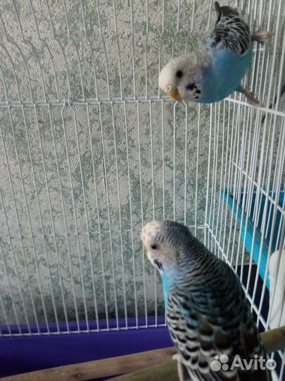 Волнистый попугай