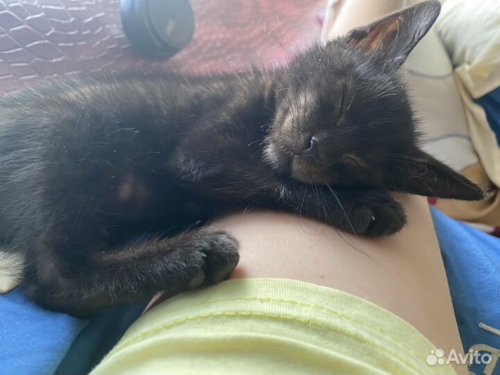 Кошечка в добрые руки