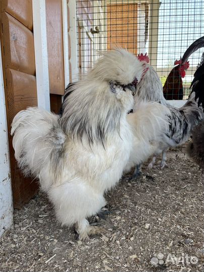 Молодые петушки китайской шелковой