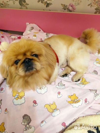 Вязка пекинеса